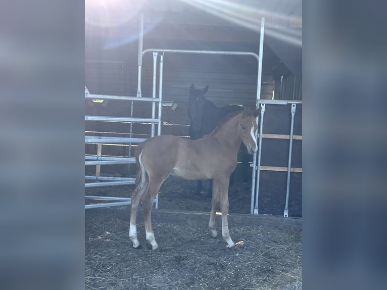 Rhinelander Stallion Foal (04/2025) 13,2 hh Chestnut-Red in Wegberg
