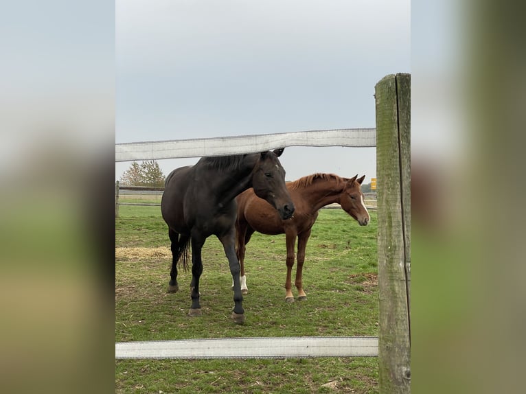Rhinelander Stallion Foal (04/2025) 13,2 hh Chestnut-Red in Wegberg