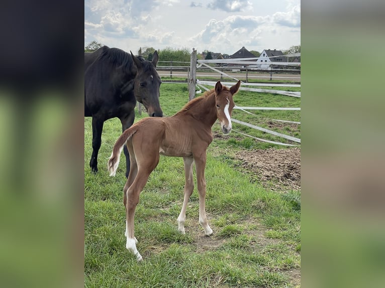 Rhinelander Stallion Foal (04/2025) 13,2 hh Chestnut-Red in Wegberg