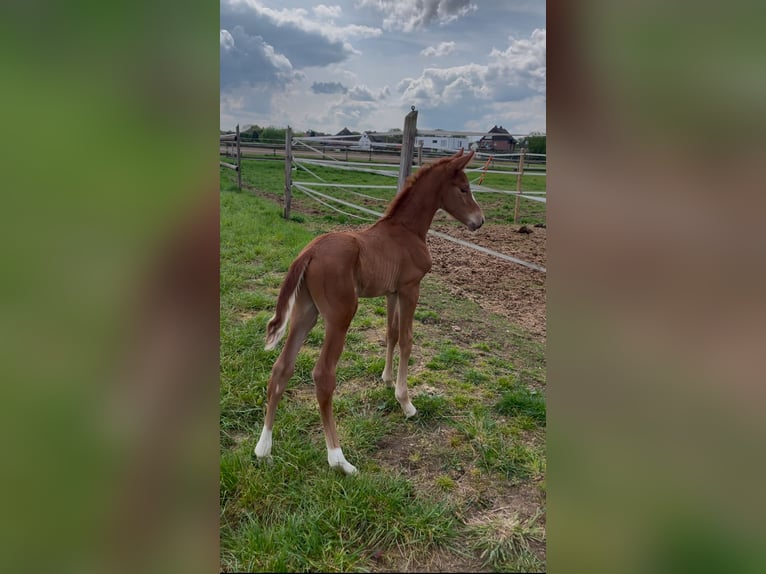 Rhinelander Stallion Foal (04/2025) 13,2 hh Chestnut-Red in Wegberg