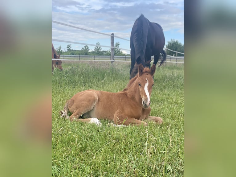 Rhinelander Stallion Foal (04/2025) 13,2 hh Chestnut-Red in Wegberg