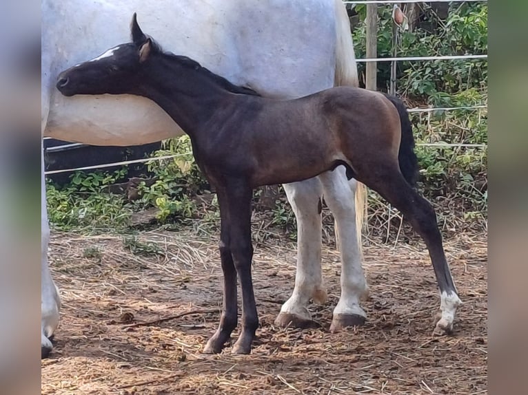 Rhinelander Stallion  16 hh Brown in Kozina