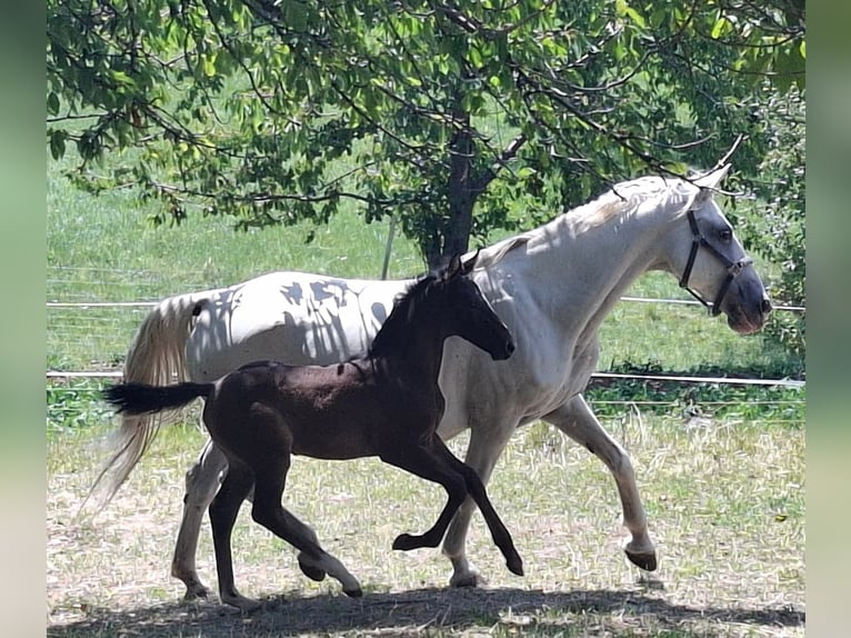Rhinelander Stallion Foal (06/2025) 16 hh Brown in Kozina