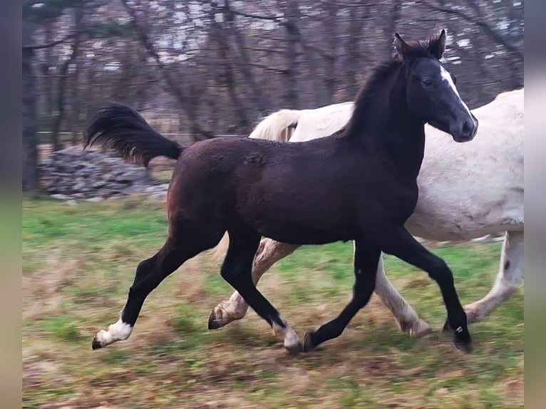 Rhinelander Stallion Foal (06/2025) 16 hh Brown in Kozina