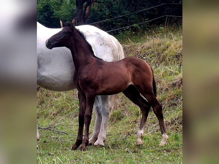 Rhinelander Stallion Foal (06/2025) 16 hh Brown in Kozina