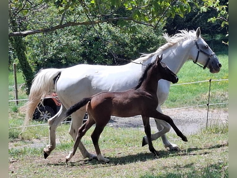 Rhinelander Stallion Foal (06/2025) 16 hh Brown in Kozina