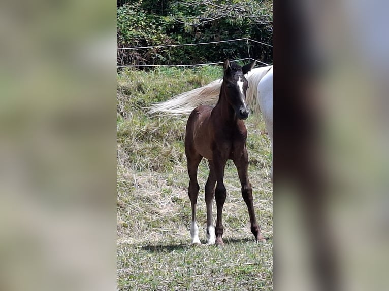 Rhinelander Stallion Foal (06/2025) 16 hh Brown in Kozina
