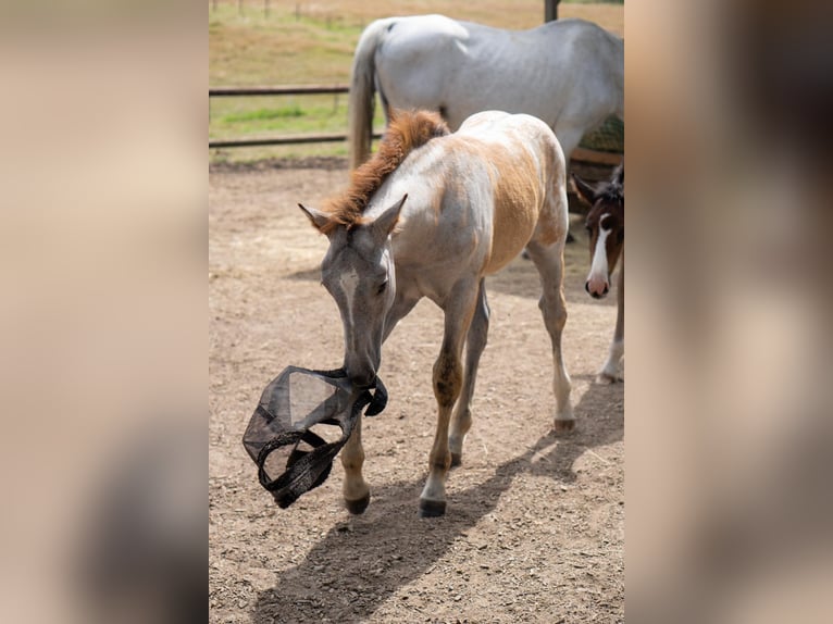 Rhinelander Stallion Foal (04/2025) 16,2 hh Grey in Essen