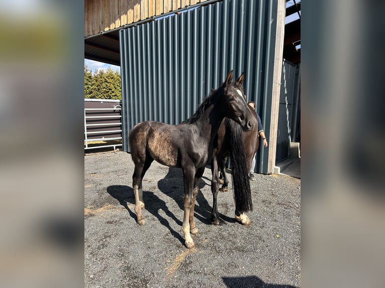 Rhinelander Stallion Foal (05/2025) 16,3 hh Black in Ascheberg