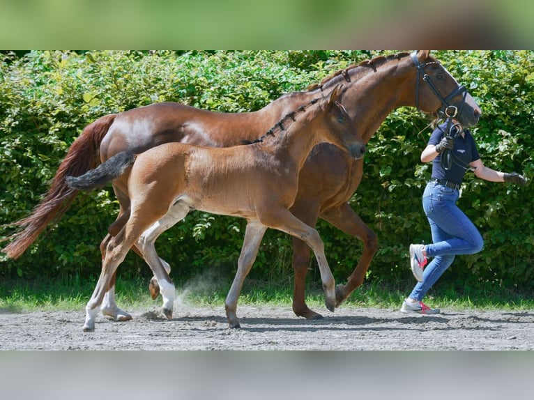 Rhinelander Stallion Foal (05/2024) Bay-Dark in Bergneustadt