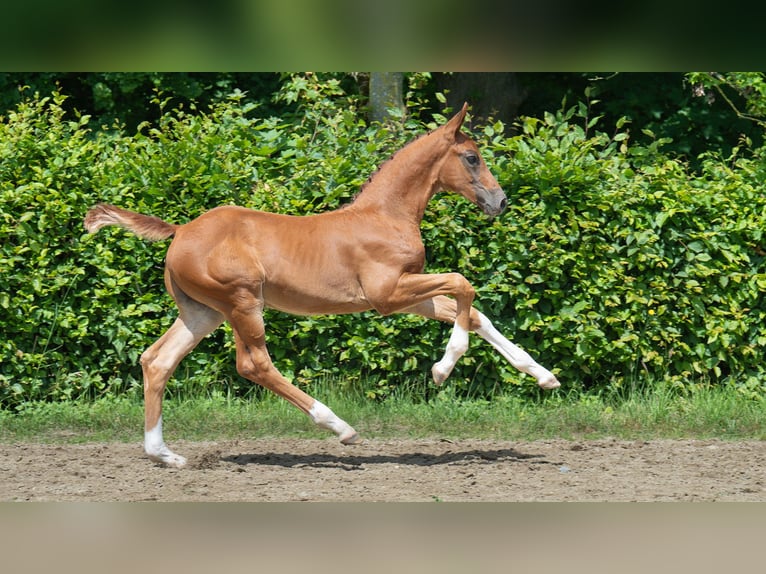 Rhinelander Stallion  Chestnut-Red in M&#xF6;nchengladbach