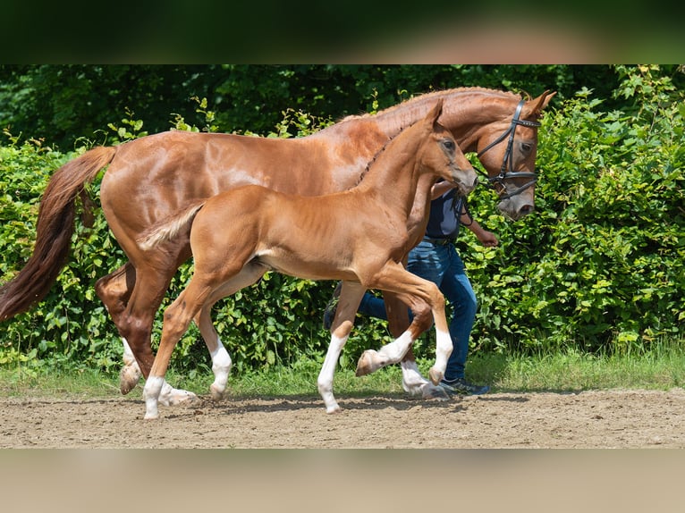 Rhinelander Stallion  Chestnut-Red in M&#xF6;nchengladbach
