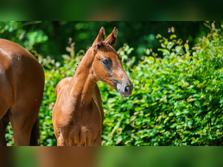 Rhinelander Stallion  Chestnut-Red in M&#xF6;nchengladbach