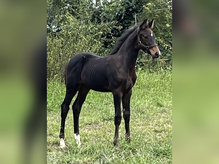 Rhinelander Stallion Foal (05/2024) in Hamminkeln