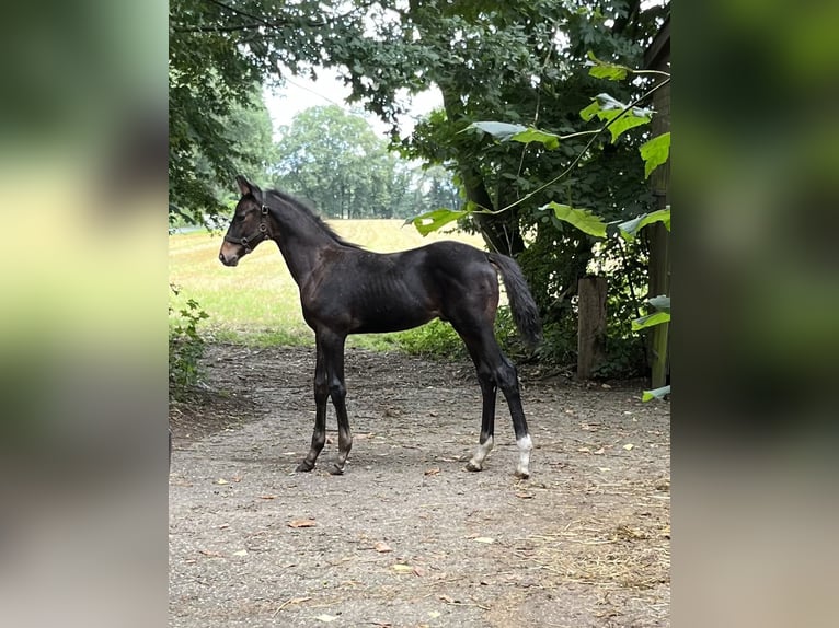 Rhinelander Stallion Foal (05/2024) in Hamminkeln