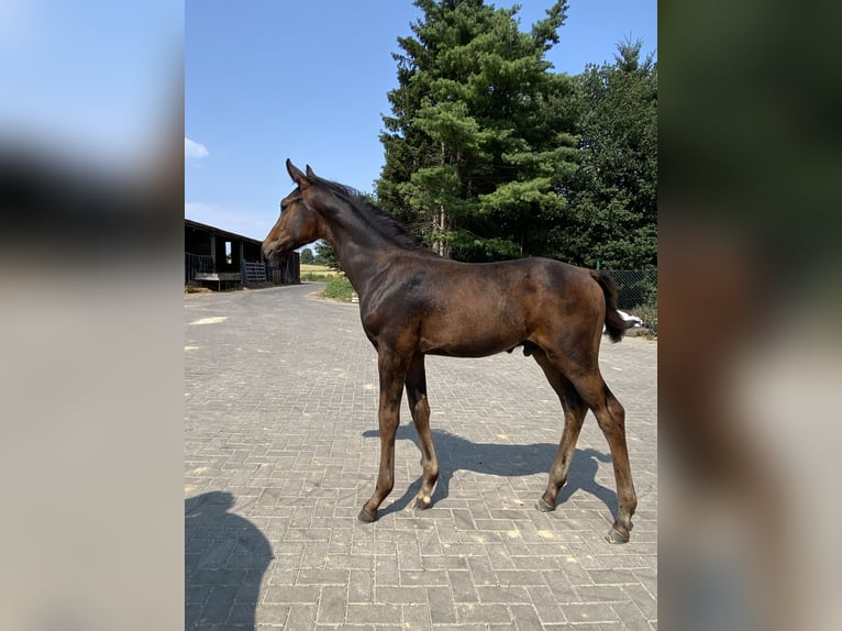 Rhinelander Stallion Foal (05/2025) Smoky-Black in Hennef