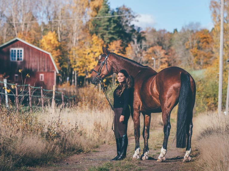 Rider looking for a horse friend, budget negotiable