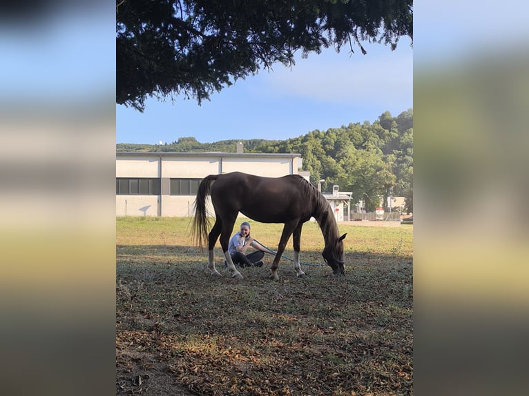 Rider looking for a horse