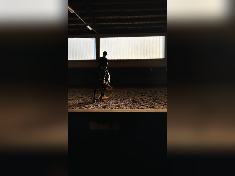 Rider looking for a horse