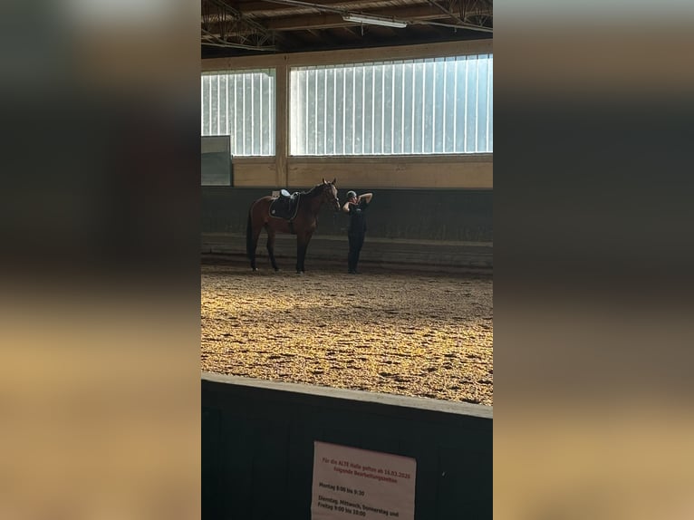 Rider looking for a horse
