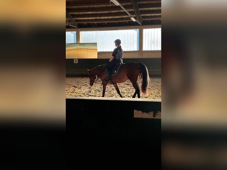 Rider looking for a horse