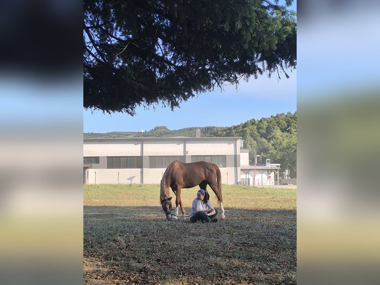 Rider looking for a horse