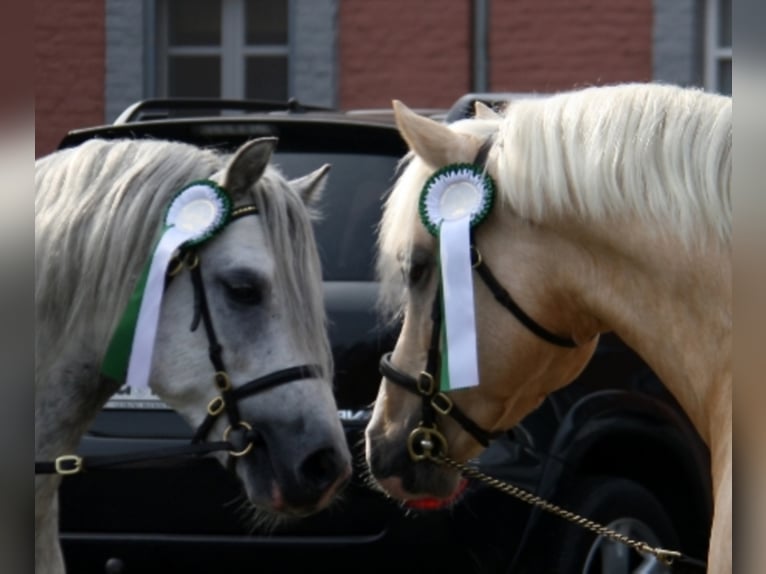 RIDGEHILL RHYDIAN Welsh C (of Cob Type) Stallion Palomino in Meerbusch
