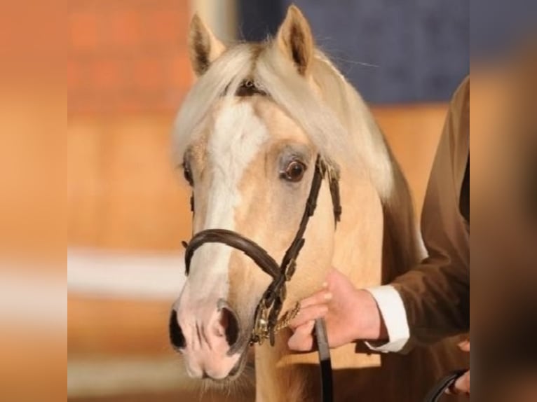 RIDGEHILL RHYDIAN Welsh C (of Cob Type) Stallion Palomino in Meerbusch