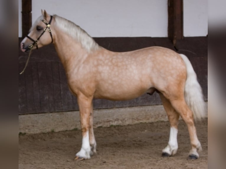 RIDGEHILL RHYDIAN Welsh C (of Cob Type) Stallion Palomino in Meerbusch