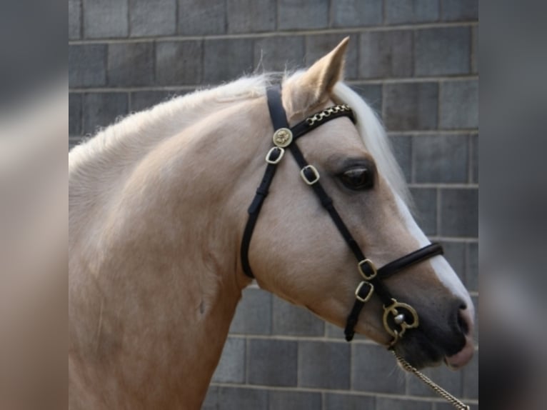 RIDGEHILL RHYDIAN Welsh-C Stallone Palomino in Meerbusch