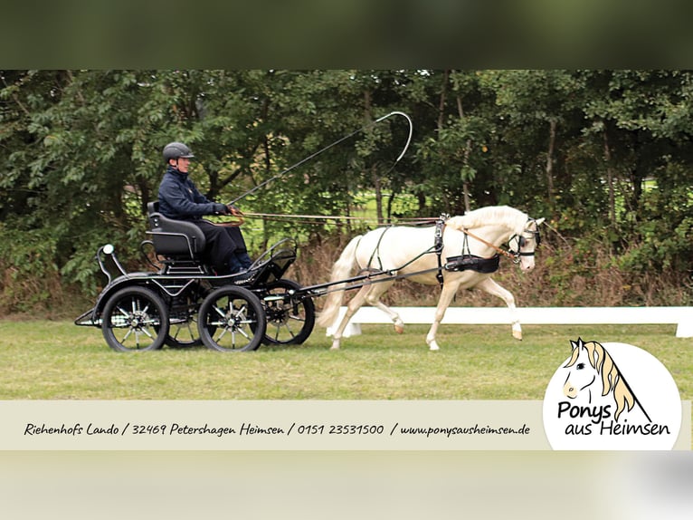 Riehenhofs Lando Galés B Semental Cremello in Petershagen