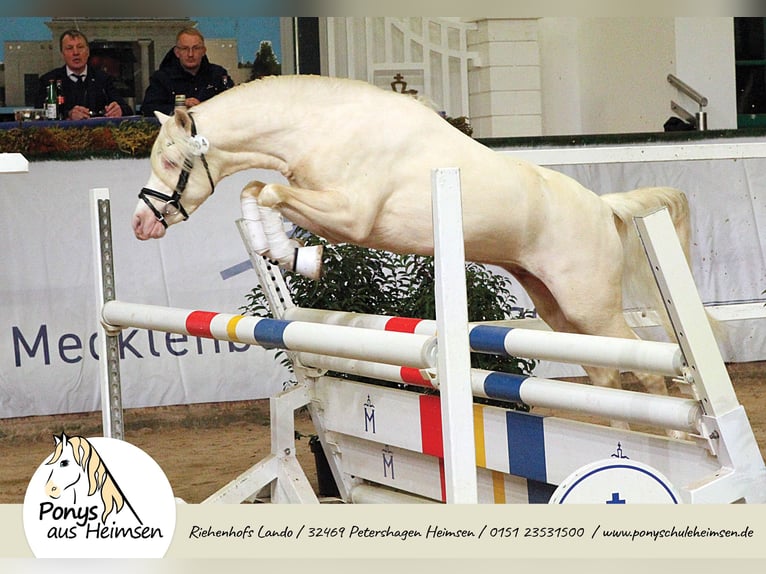 Riehenhofs Lando Welsh B Étalon Cremello in Petershagen