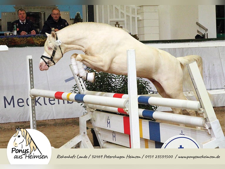 Riehenhofs Lando Welsh B Étalon Cremello in Petershagen