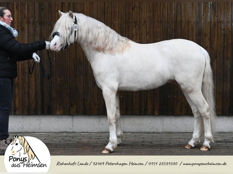 Riehenhofs Lando Welsh B Étalon Cremello in Petershagen