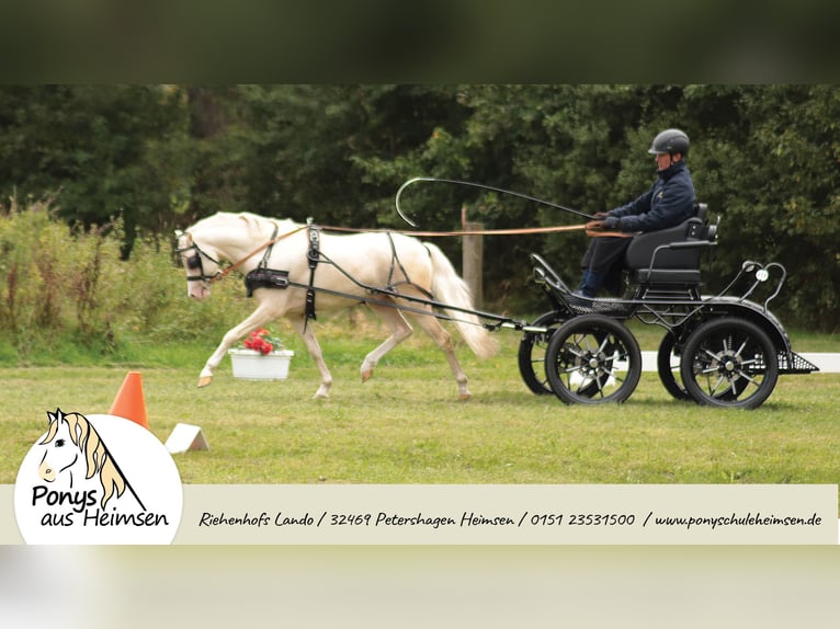 Riehenhofs Lando Welsh-B Hengst Cremello in Petershagen