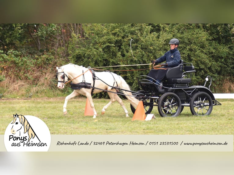 Riehenhofs Lando Welsh-B Hengst Cremello in Petershagen