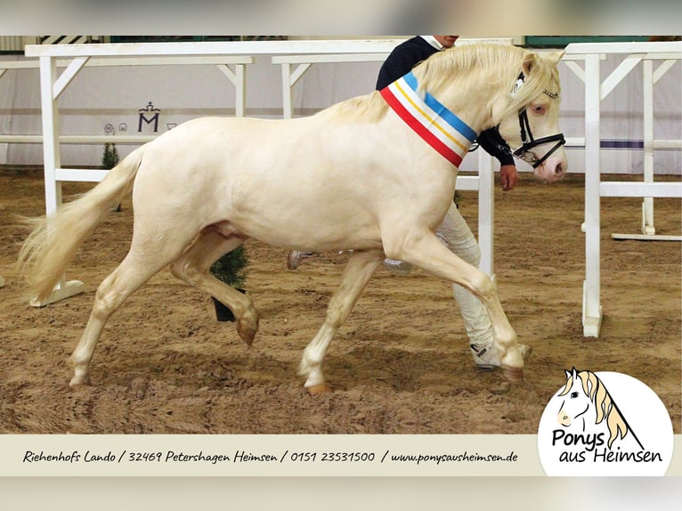 Riehenhofs Lando Welsh B Stallion Cremello in Petershagen
