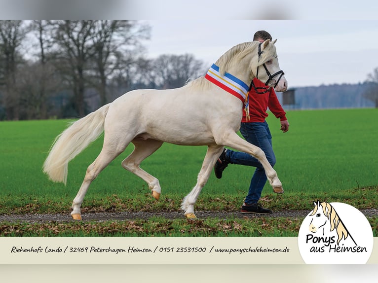 Riehenhofs Lando Welsh-B Stallone Cremello in Petershagen