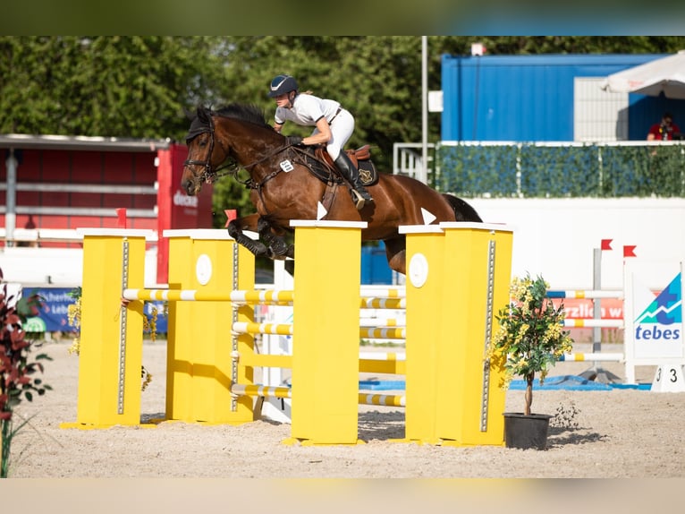 Rijnlander Hengst 13 Jaar 175 cm Donkerbruin in Selfkant