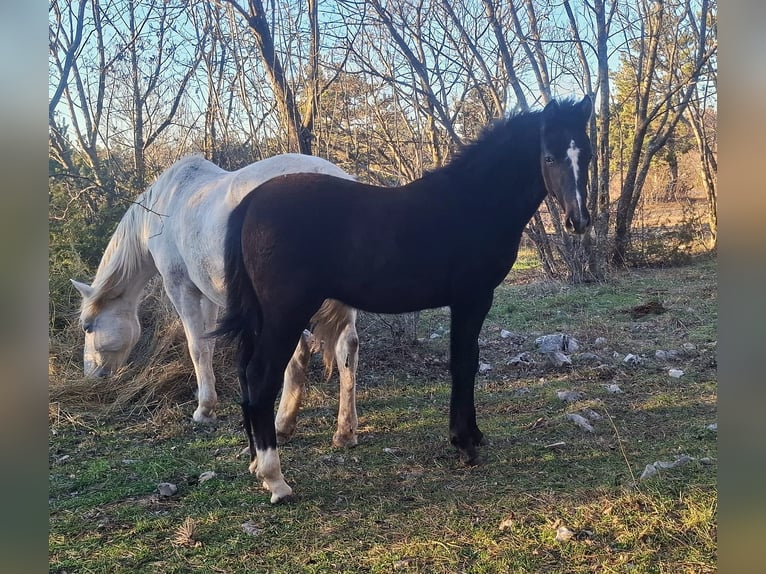 Rijnlander Hengst 1 Jaar 165 cm Bruin in Kozina