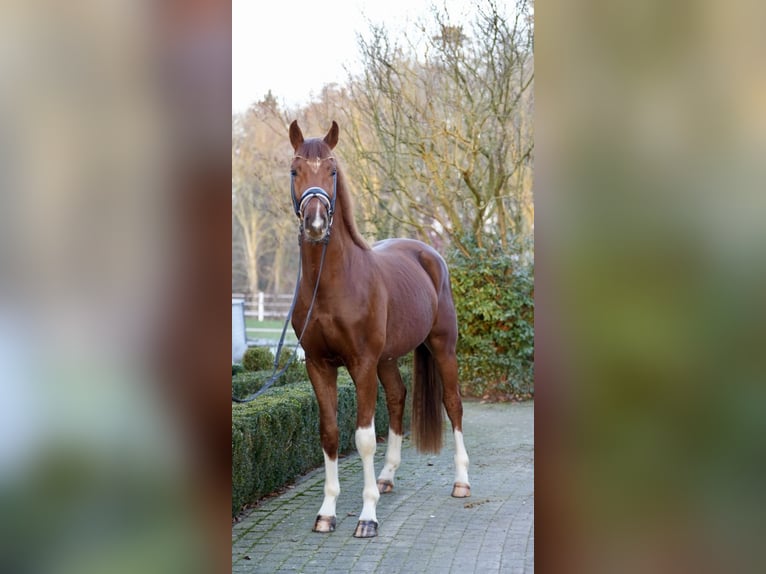 Rijnlander Hengst 3 Jaar 166 cm Donkere-vos in Lohne (Oldenburg)