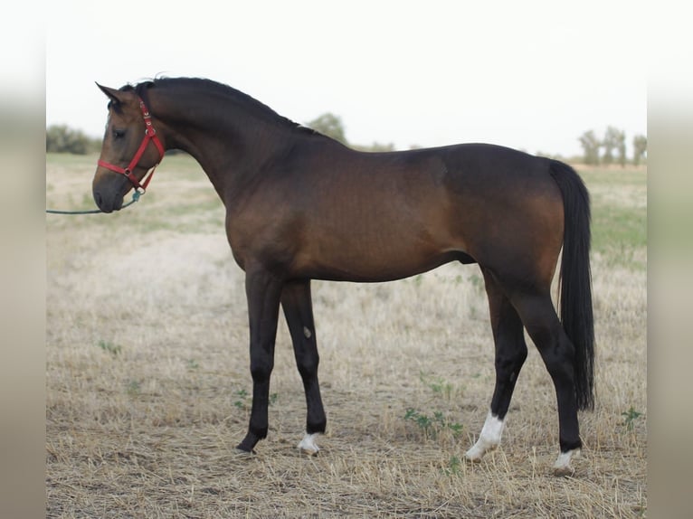 Rijnlander Hengst 3 Jaar 167 cm Buckskin in Borstorf