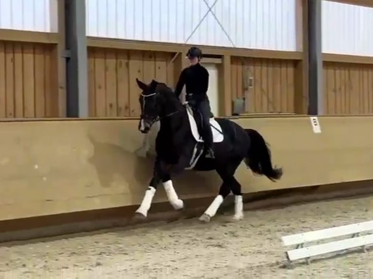 Rijnlander Hengst 4 Jaar 178 cm Donkerbruin in Kaufbeuren