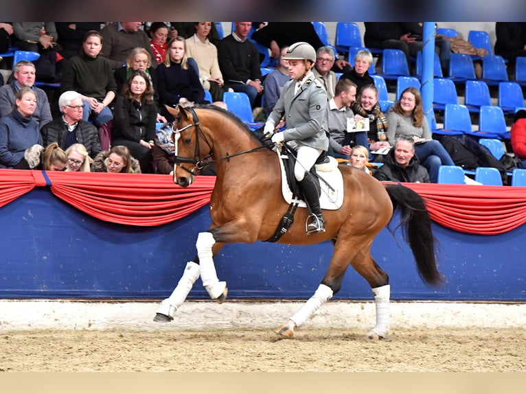 Rijnlander Hengst Bruin in Ankum