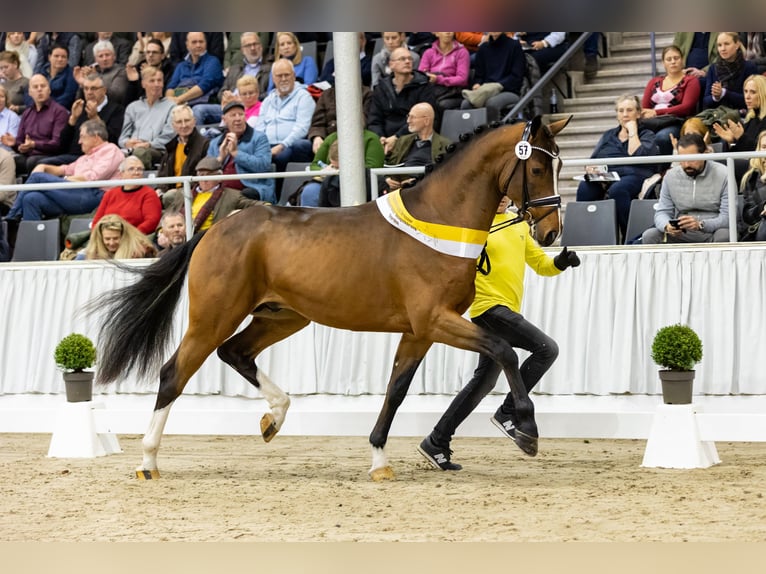 Rijnlander Hengst Bruin in Ankum