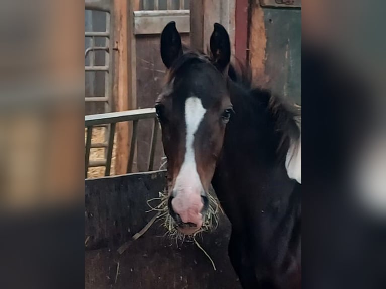 Rijnlander Mix Hengst Veulen (04/2025) 163 cm Gevlekt-paard in Bedburg-Hau