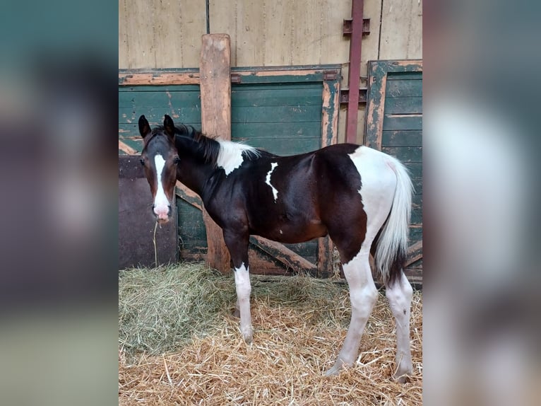Rijnlander Mix Hengst Veulen (04/2025) 163 cm Gevlekt-paard in Bedburg-Hau