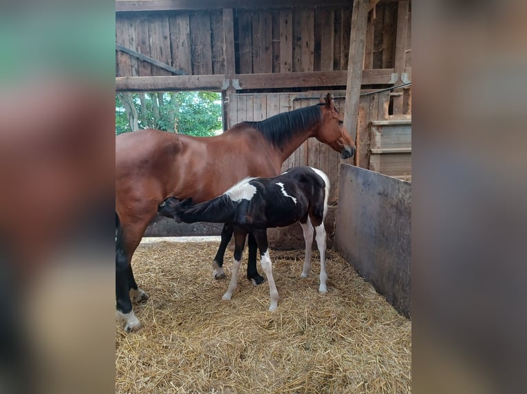 Rijnlander Mix Hengst Veulen (04/2025) 163 cm Gevlekt-paard in Bedburg-Hau
