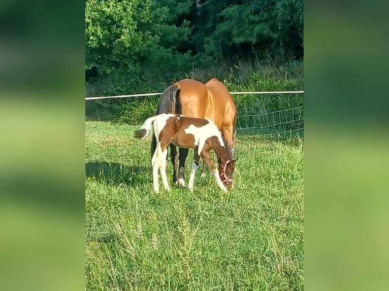 Rijnlander Mix Hengst Veulen (04/2025) 163 cm Gevlekt-paard in Bedburg-Hau
