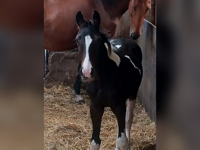 Rijnlander Mix Hengst Veulen (04/2025) 163 cm Gevlekt-paard in Bedburg-Hau